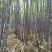 热卖区(广西甘蔗)基地直供，回程车免费提供。