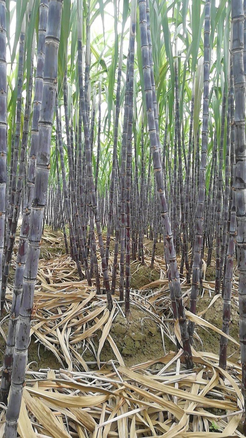 热卖区(广西甘蔗)基地直供，回程车免费提供。