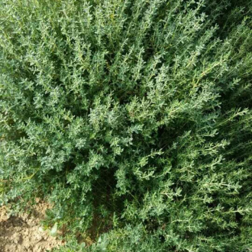 绿色认证专业香草基地供应百里香