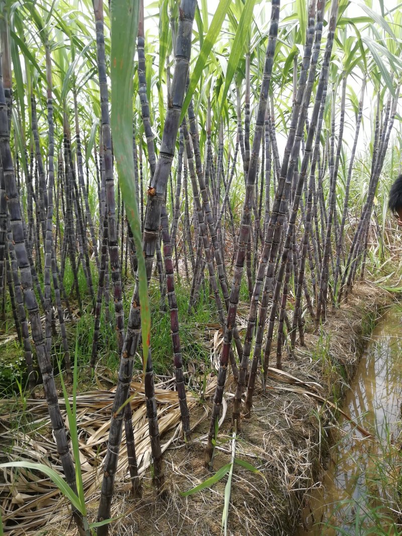 正宗广西黑皮甘蔗批发零售，一次合作，终生朋友，欢迎咨询