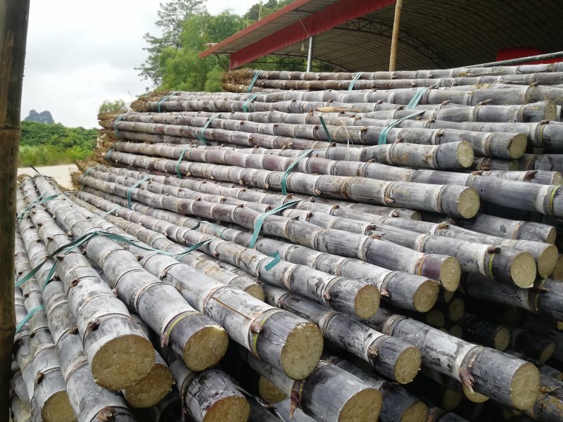 热卖区(广西甘蔗)基地直供，回程车免费提供。