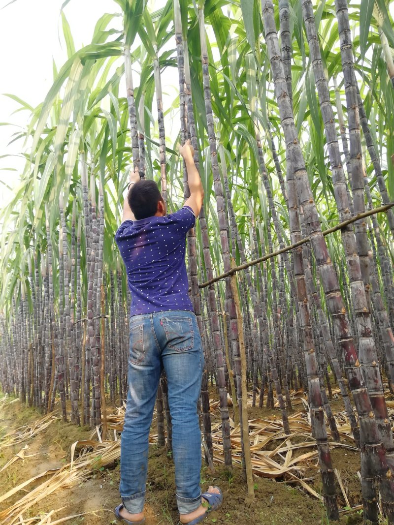 热卖区(广西甘蔗)基地直供，回程车免费提供。