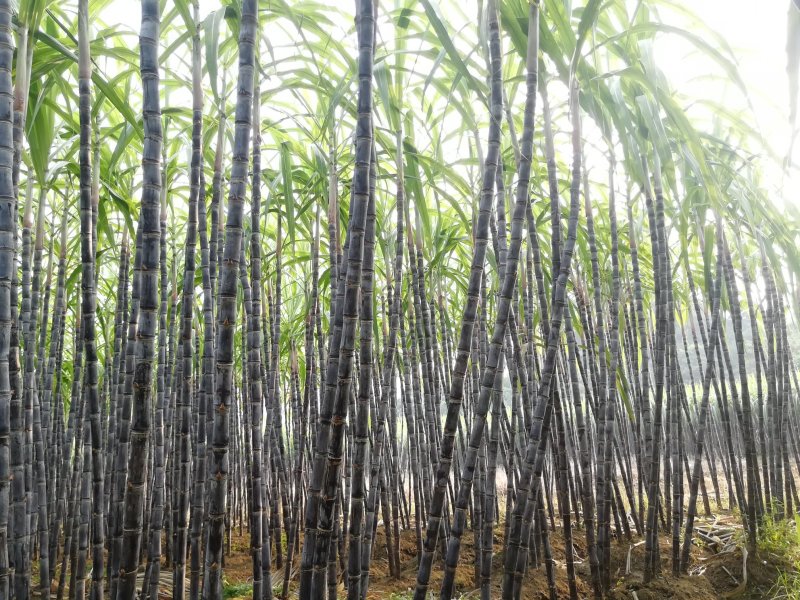热卖区(广西甘蔗)基地直供，回程车免费提供。