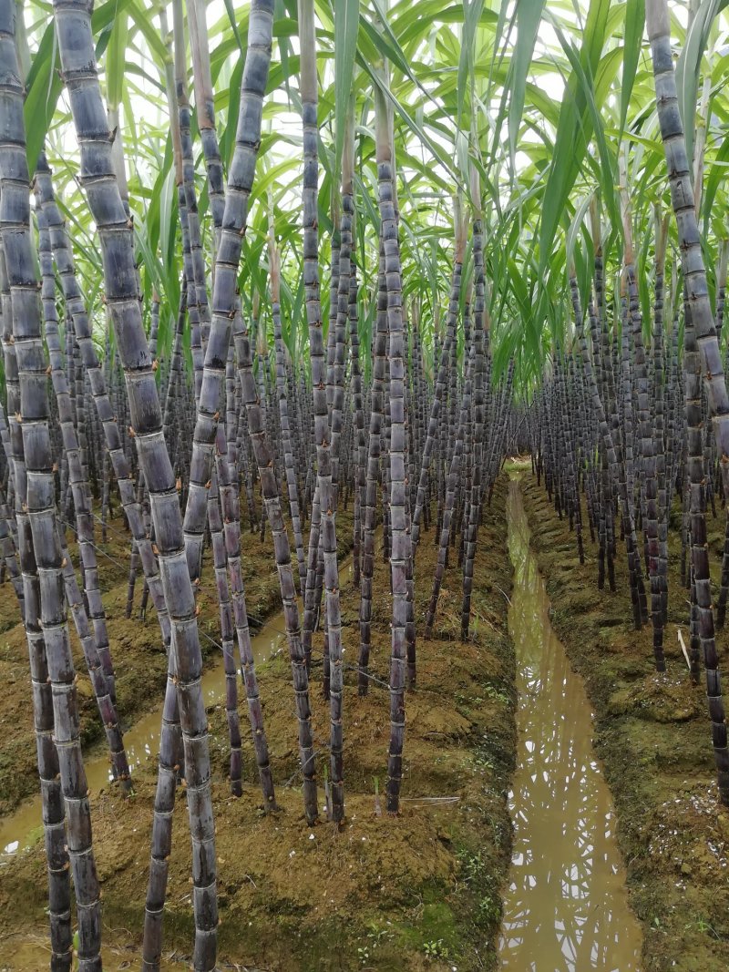 热卖区(广西甘蔗)基地直供，回程车免费提供。