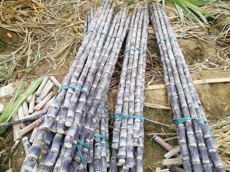 热卖区(广西甘蔗)基地直供，回程车免费提供。