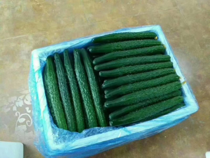 莘县精品油亮黄瓜，精品青瓜，产地诚信代收代发