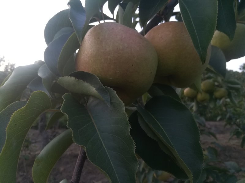 辽宁苹果梨上市中，皮毛好，颜色鲜艳欢迎各地老板前来采购