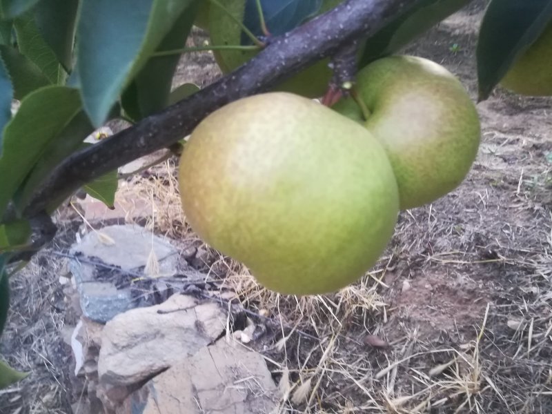 辽宁苹果梨上市中，皮毛好，颜色鲜艳欢迎各地老板前来采购