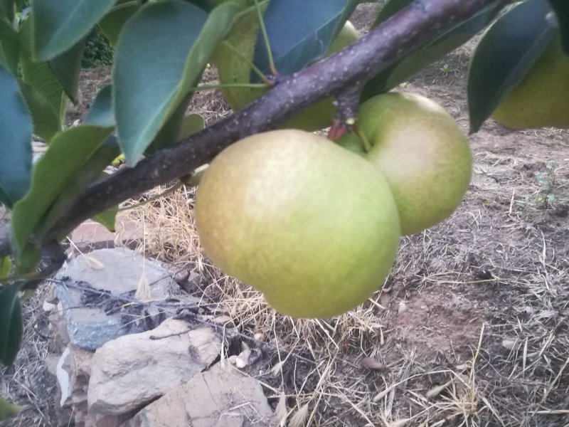 辽宁苹果梨上市中，皮毛好，颜色鲜艳欢迎各地老板前来采购