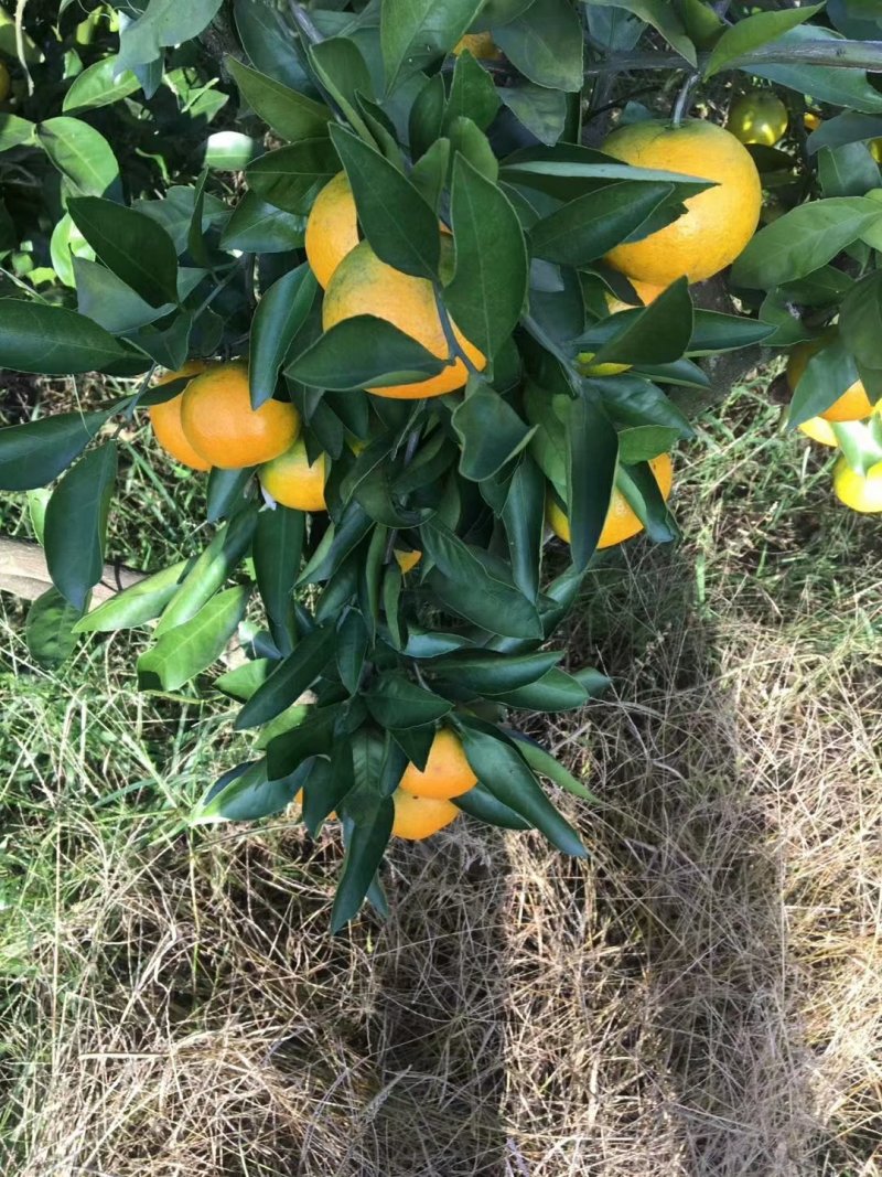 密桔
