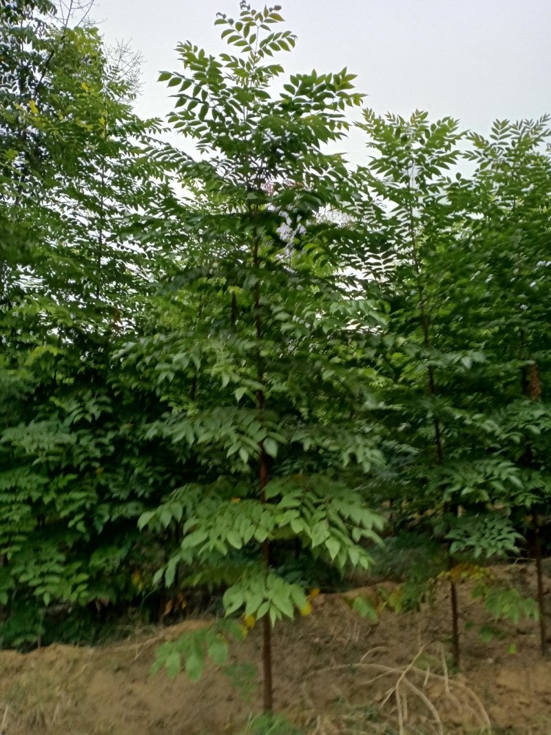 苦楝大量上市1-3公分量大