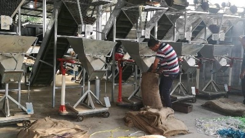 河北迁西板栗产地直发个个饱满欢迎电话咨询