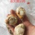 扇贝肉大个头无冰衣带黄20/40