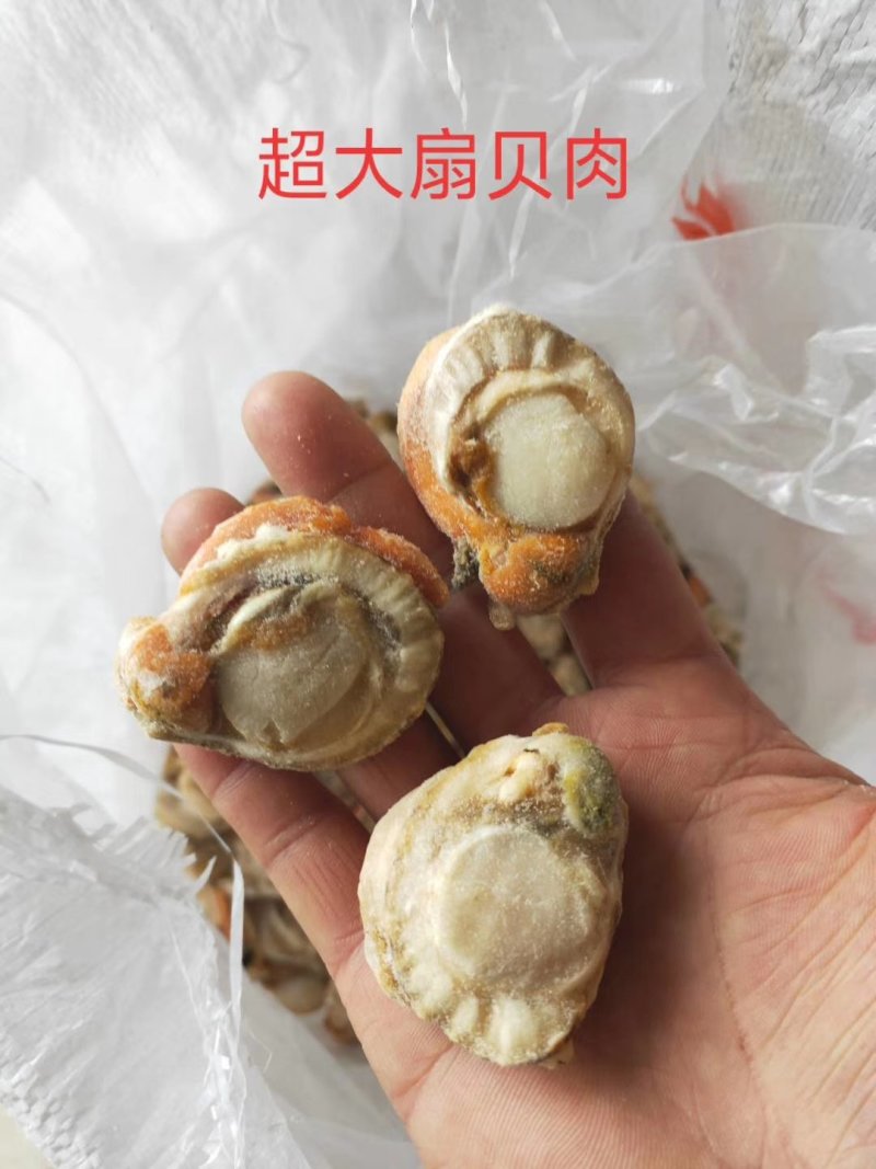 扇贝肉大个头无冰衣带黄20/40