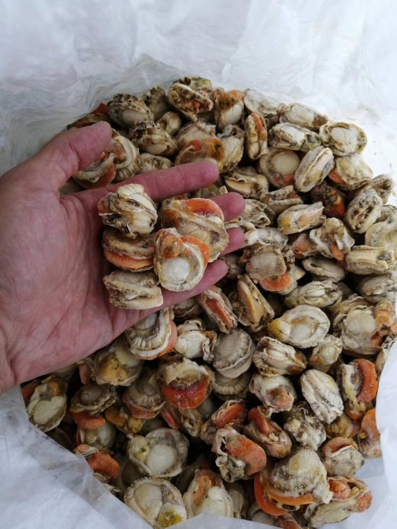 扇贝肉大个头无冰衣带黄20/40