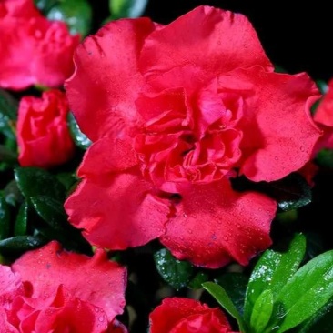 杜鹃花盆栽植物室内带花好养的花常年四季开花不断花卉观花植