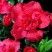 杜鹃花盆栽植物室内带花好养的花常年四季开花不断花卉观花植