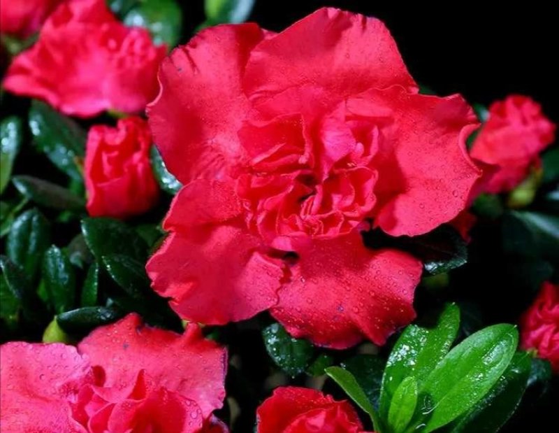 杜鹃花盆栽植物室内带花好养的花常年四季开花不断花卉观花植