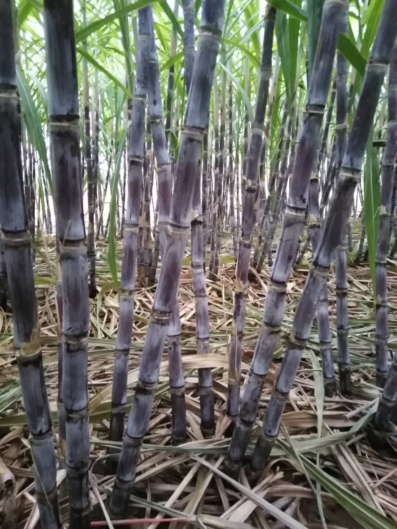 黑甘蔗