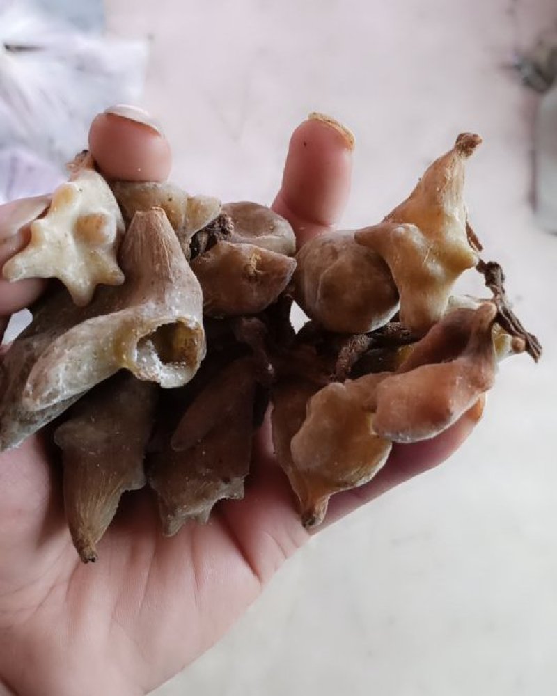 湘西凤凰野生五倍子干货经过开水烫太阳暴晒统货。