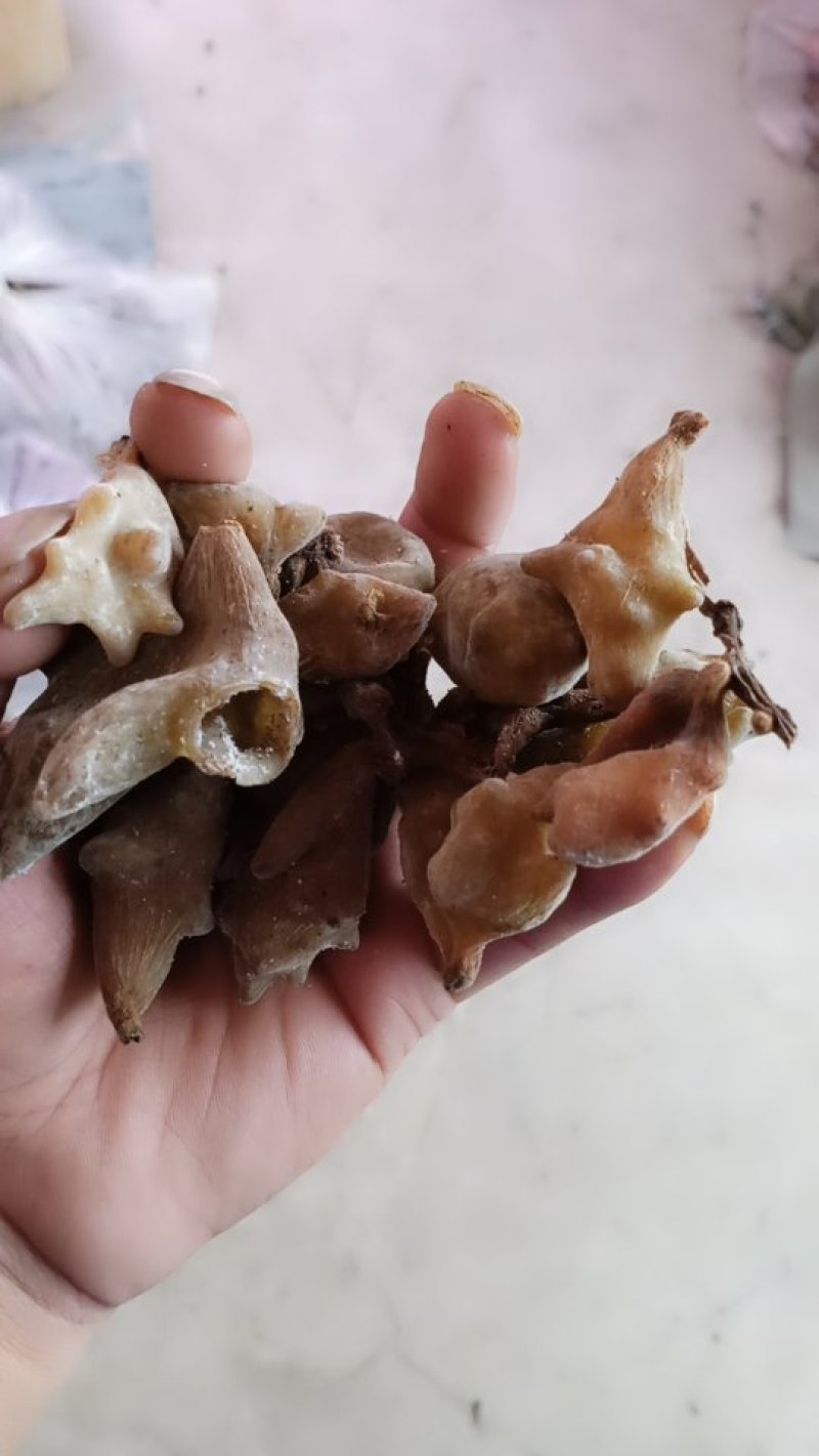 湘西凤凰野生五倍子干货经过开水烫太阳暴晒统货。