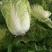 【精选】白菜夏阳白菜货源充足，诚信代办【全国发货】