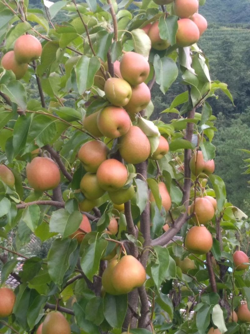 会理高山原生态香酥梨