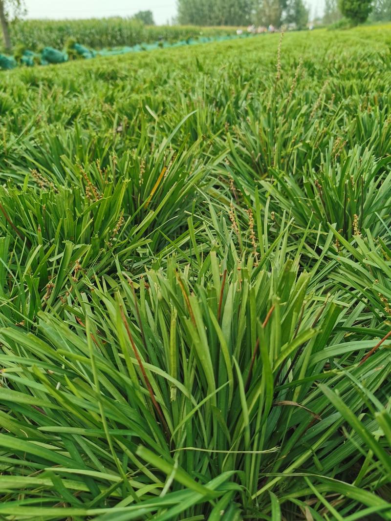 山东菏泽麦冬草丹麦草草坪新品上市质量保证成活率高
