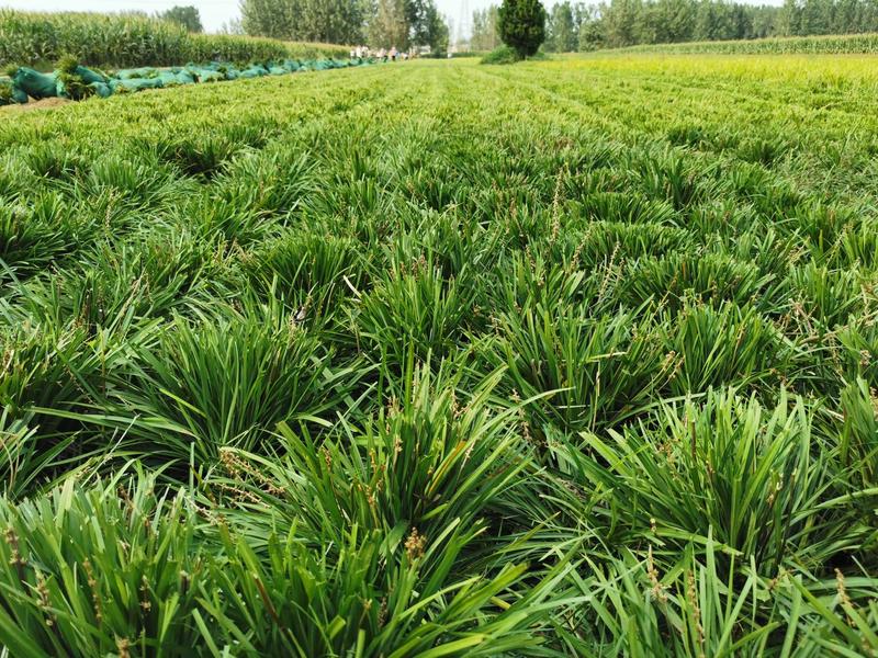 山东菏泽麦冬草丹麦草草坪新品上市质量保证成活率高
