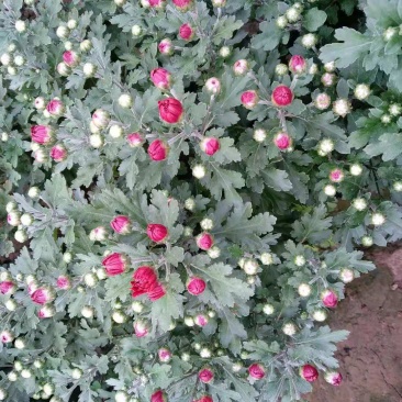 观赏菊花