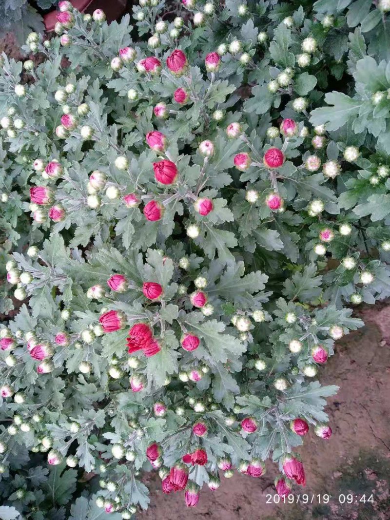 观赏菊花