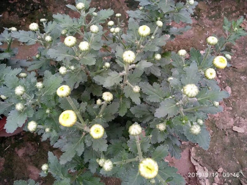 观赏菊花