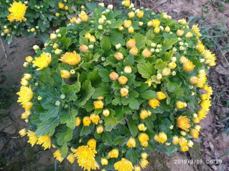 观赏菊花