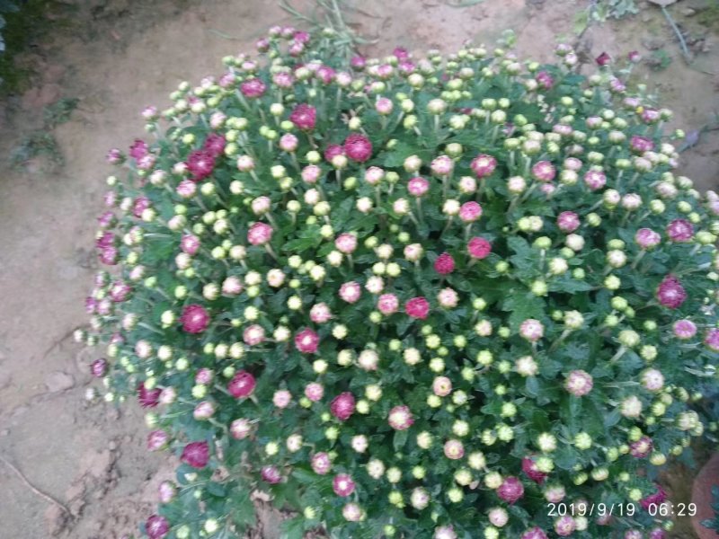 观赏菊花