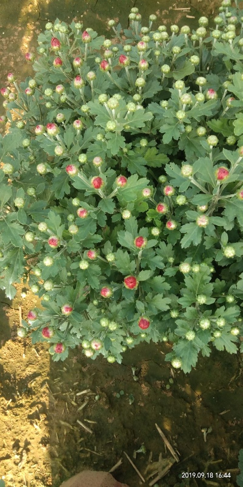 观赏菊花