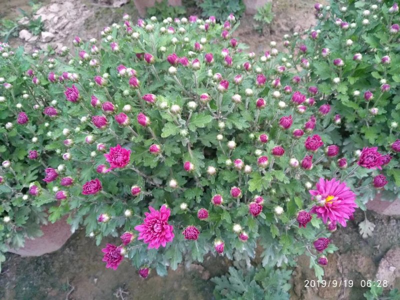 观赏菊花