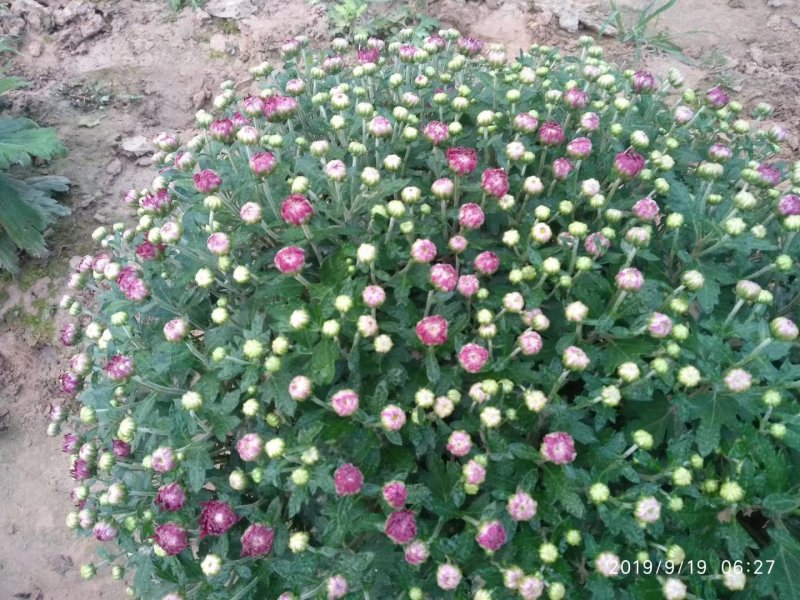 观赏菊花