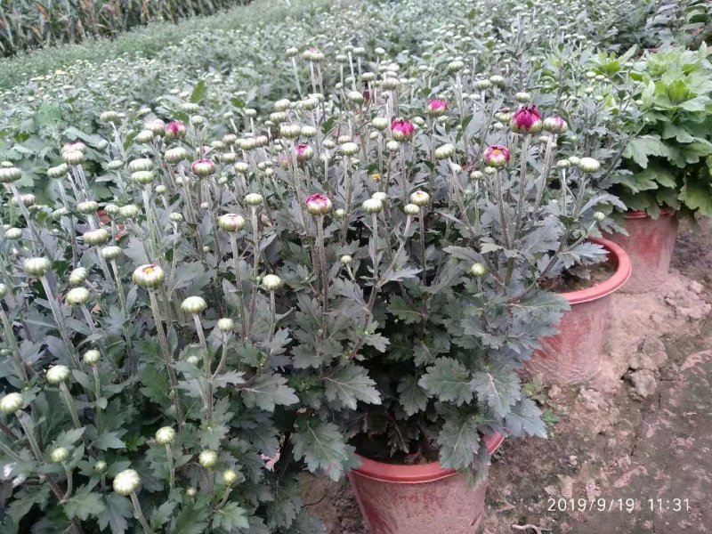 观赏菊花