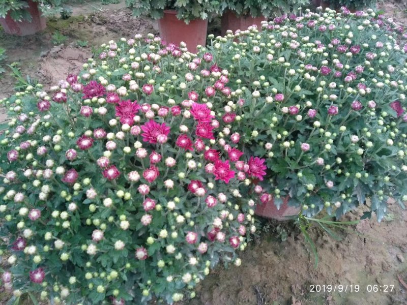 观赏菊花