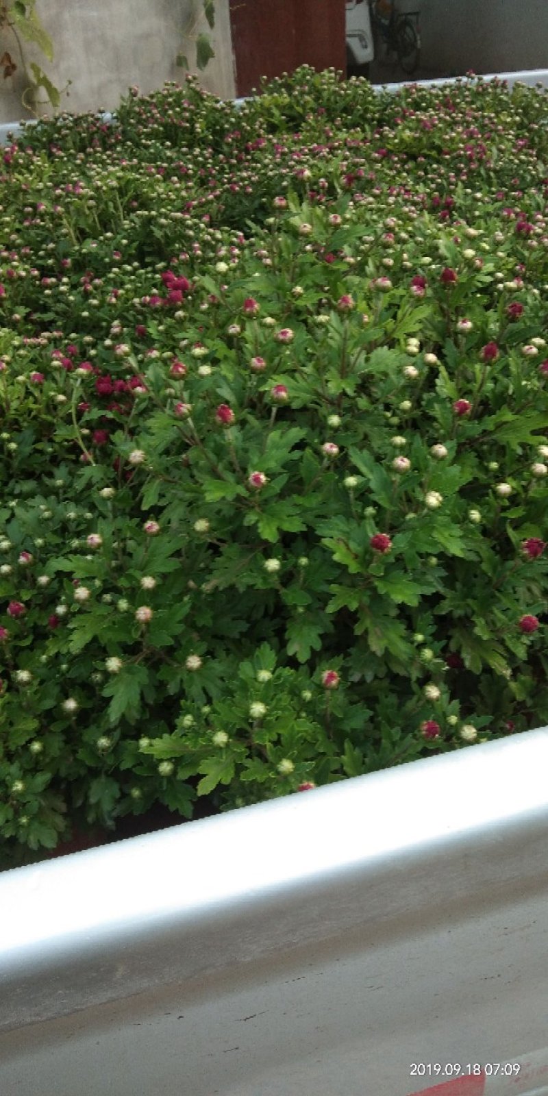 观赏菊花