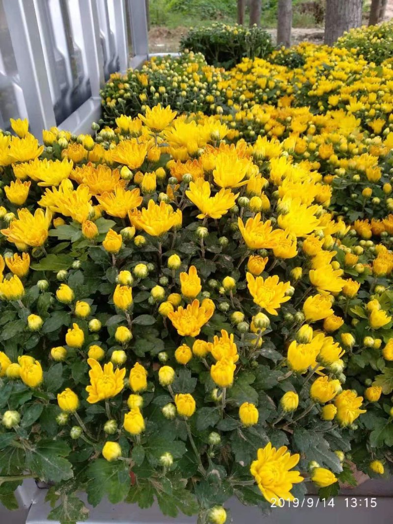 观赏菊花