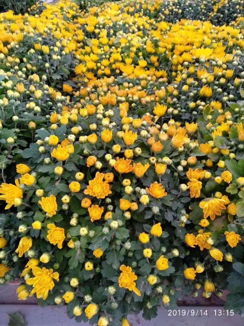 观赏菊花