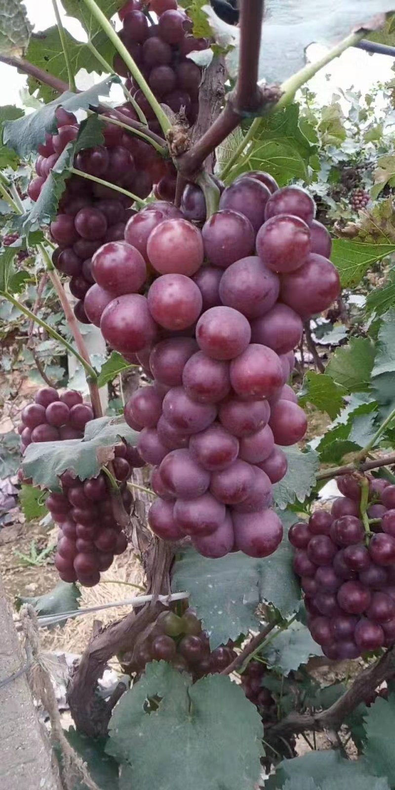 葡萄巨峰葡萄，粒大串大，口感甜，价格便宜，颜色鲜艳质量好