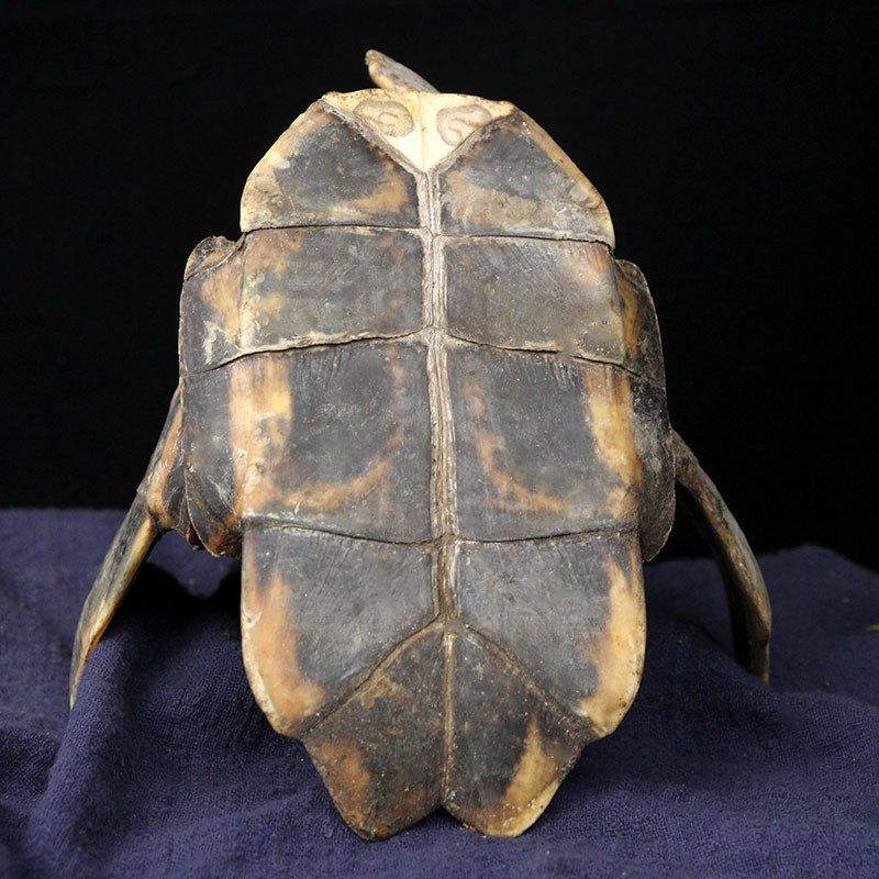 旱龟板醋制龟板龟甲供应上千种中药材