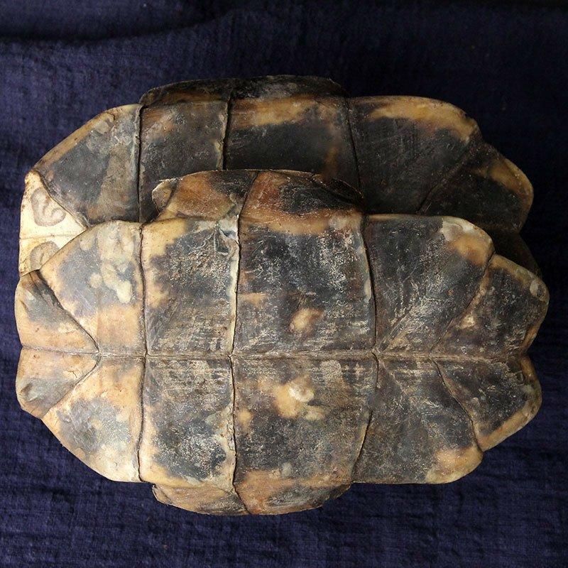旱龟板醋制龟板龟甲供应上千种中药材