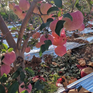 寒富苹果大量上市