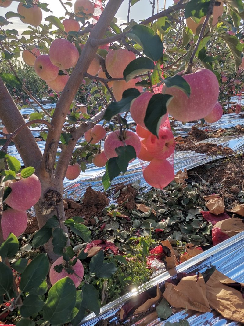 寒富苹果大量上市