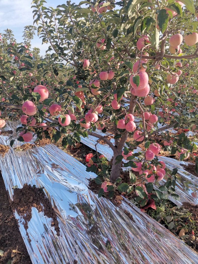 寒富苹果大量上市