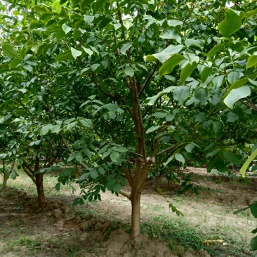 核桃树