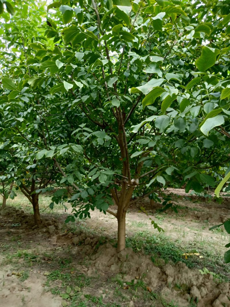 核桃树